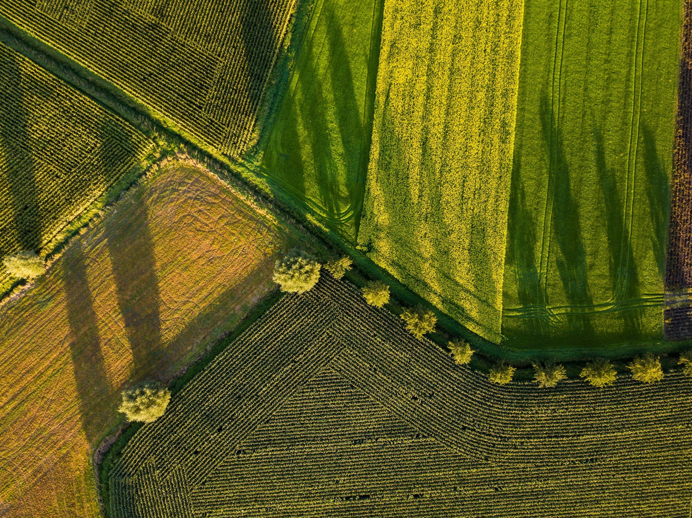 An aerial view of Minnesota fields