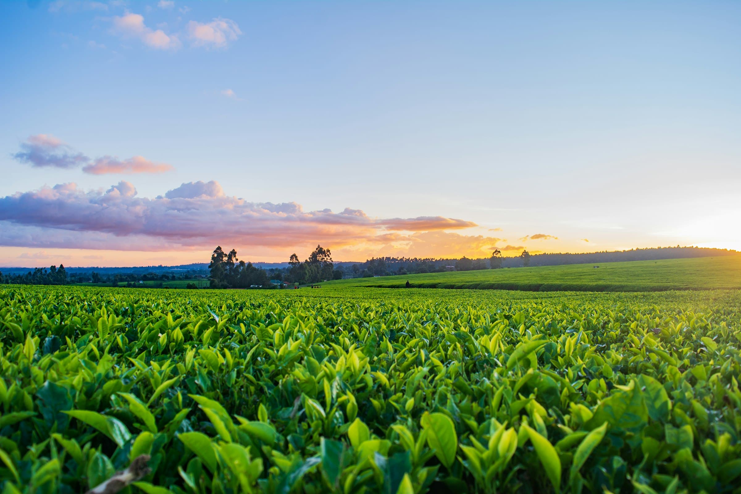 Green grass field under white clouds